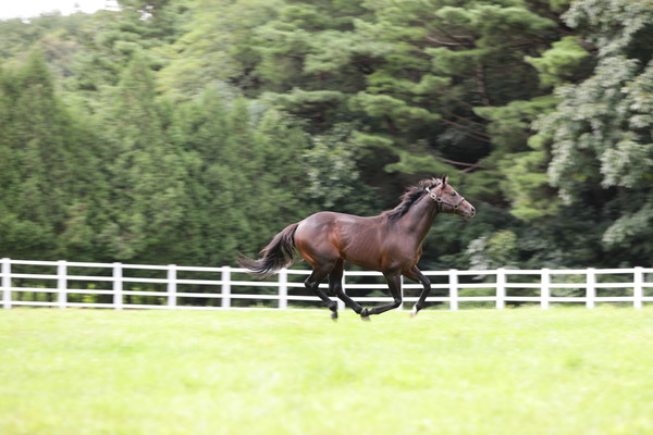 (사진3)장수목장 씨수말 '언캡처드'