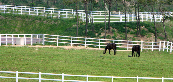 (사진) 장수목장 초지에서 방목 중인 말