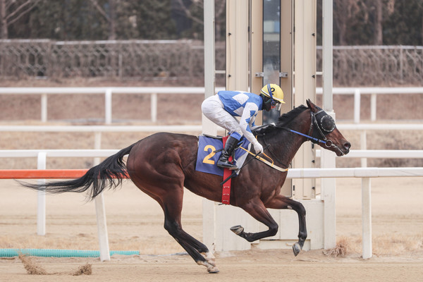 (사진1)25년 2월 16일 세계일보배 우승마 '크라운함성'