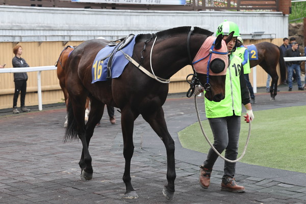 24년 11월 24일 브리더스컵 퀸 출전마 '글로벌태양'