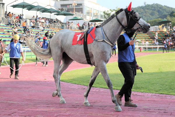 24년 9월 7일 제주특별자치도지사배 출전마 라온포레스트