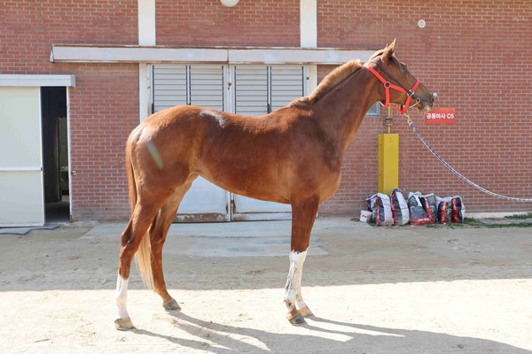 (사진3)라임트리