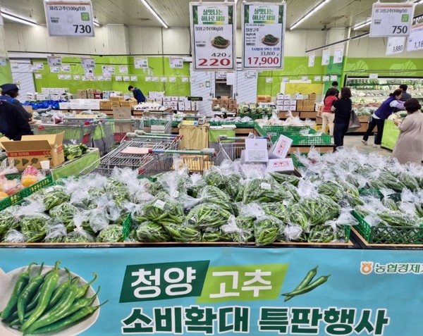 원예수급부_농협하나로마트, 청양고추 최대 45% 할인행사 실시