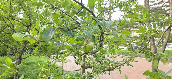 서울 종로4가 사과나무(시인·사진 수집가 장재필)