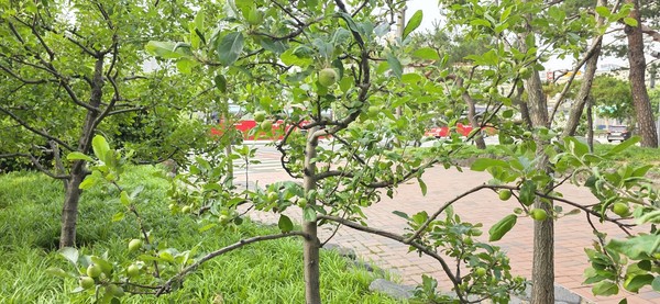 서울 종로4가 사과나무(시인·사진 수집가 장재필)