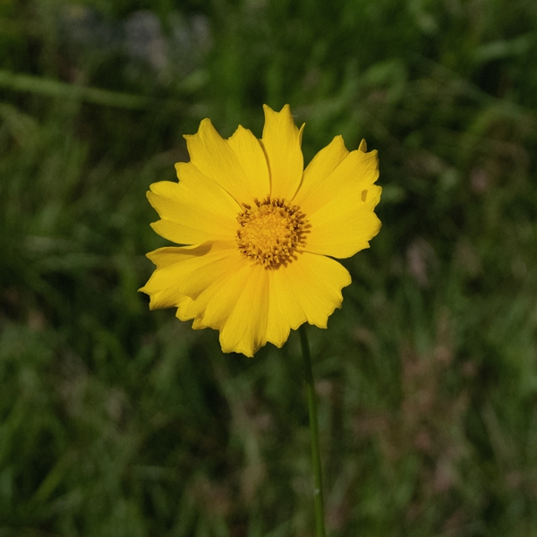 이제(SOON) EP _꽃_ 온라인 재킷 이미지 사진=컬러톤즈