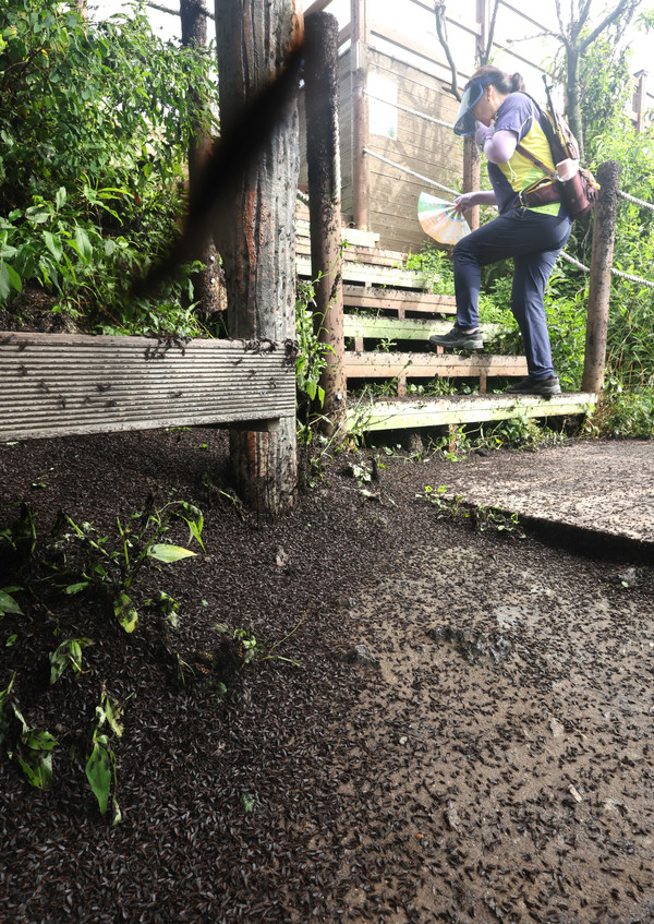 30일 오전 인천 계양구 계양산 정상에서 러브버그(붉은등우단털파리) 무리가 등산로와 등산객들에게 들러붙으며 불쾌감을 주고있다. 2025.06.30.