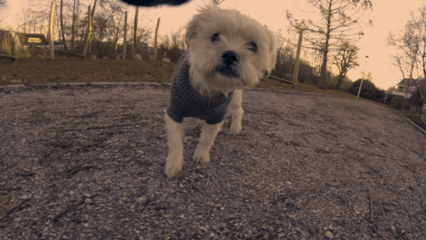 '새해 복 많이 받으세요'