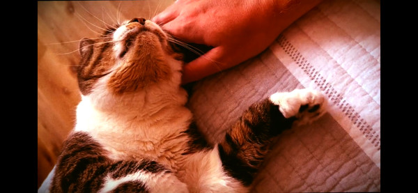 '고양이 미튼스에 대한 찬가'