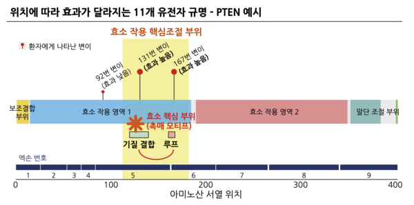 변이 위치에 따라 증상이 달라지는 PTEN 유전자 예시. 효소 핵심 기능 부위인 131번과 167번에서 변이가 있을 경우 타 부위에서 발생한 변이보다 증상이 심하다.