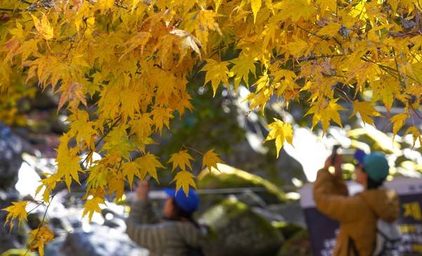 맑은 날씨를 보인 14일 오전 제주 한라산 천아계곡을 찾은 탐방객들이 울긋불긋 물든 단풍을 감상하며 막바지로 접어든 가을을 만끽하고 있다. 2025.11.14.